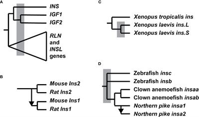 Evolution of the Insulin Gene: Changes in Gene Number, Sequence, and Processing